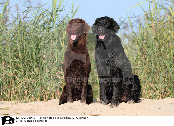 2 Flat Coated Retriever / DG-05012