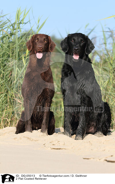2 Flat Coated Retriever / DG-05013