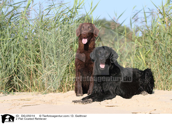 2 Flat Coated Retriever / DG-05014