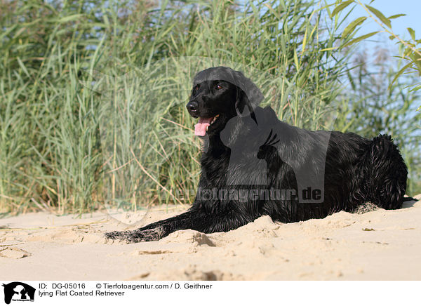 lying Flat Coated Retriever / DG-05016