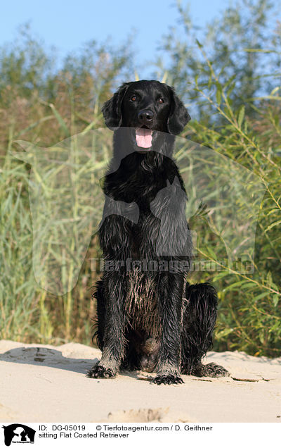 sitting Flat Coated Retriever / DG-05019