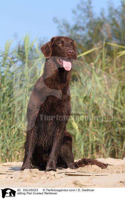 sitting Flat Coated Retriever / DG-05023