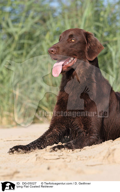 lying Flat Coated Retriever / DG-05027