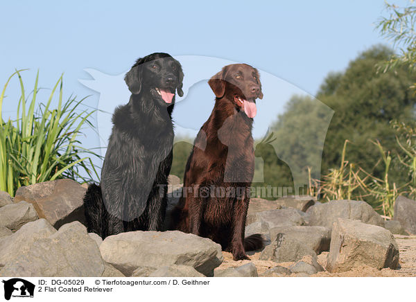 2 Flat Coated Retriever / DG-05029