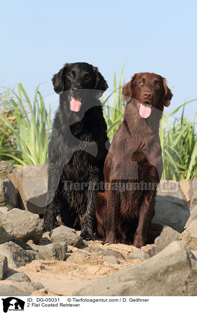 2 Flat Coated Retriever / DG-05031