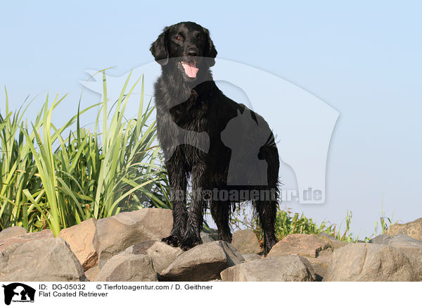 Flat Coated Retriever / DG-05032