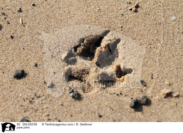 paw print / DG-05036