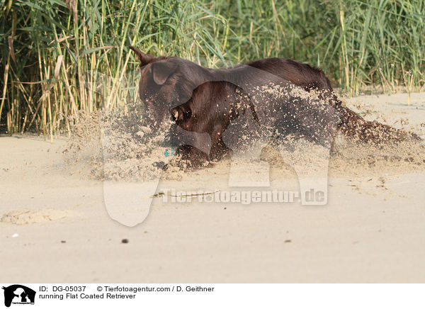 running Flat Coated Retriever / DG-05037