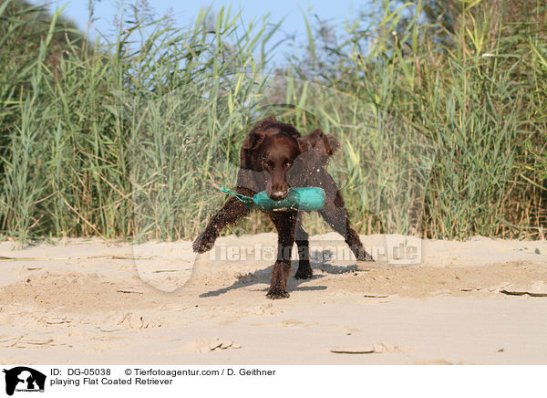 playing Flat Coated Retriever / DG-05038