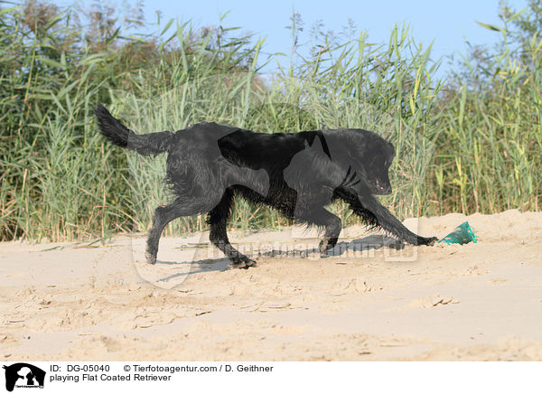 playing Flat Coated Retriever / DG-05040