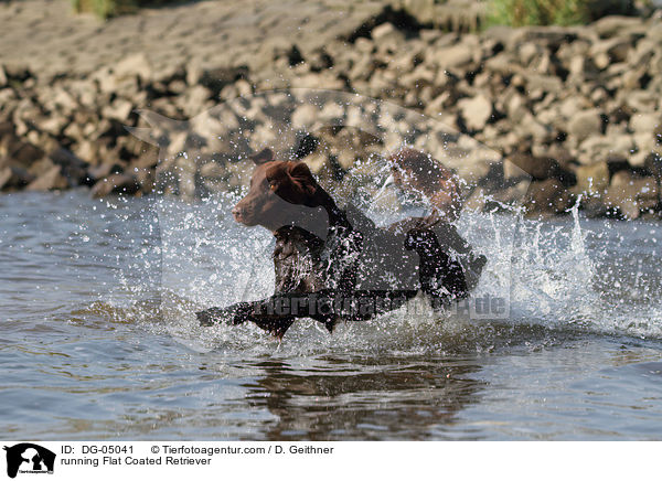 running Flat Coated Retriever / DG-05041