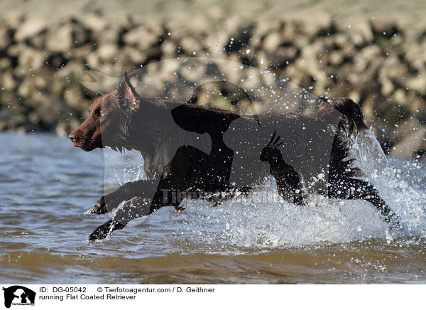 running Flat Coated Retriever / DG-05042