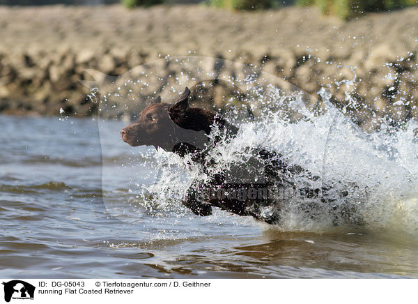 running Flat Coated Retriever / DG-05043