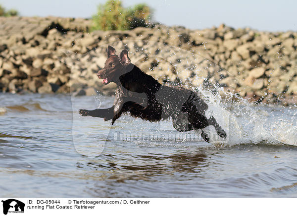 running Flat Coated Retriever / DG-05044