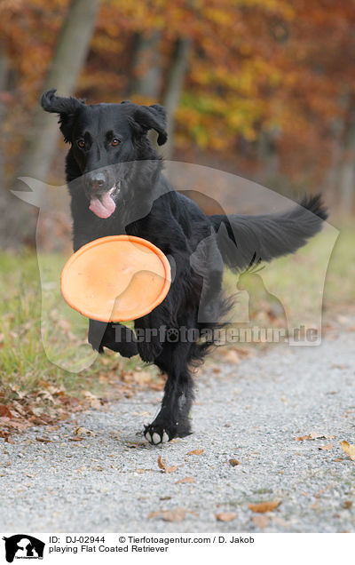 playing Flat Coated Retriever / DJ-02944