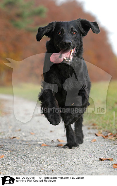 running Flat Coated Retriever / DJ-02946