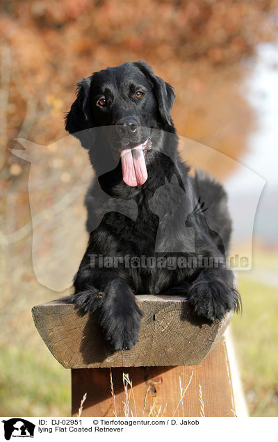 lying Flat Coated Retriever / DJ-02951