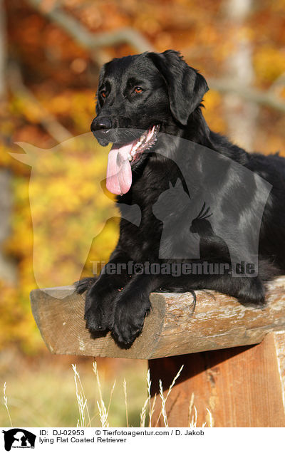lying Flat Coated Retriever / DJ-02953