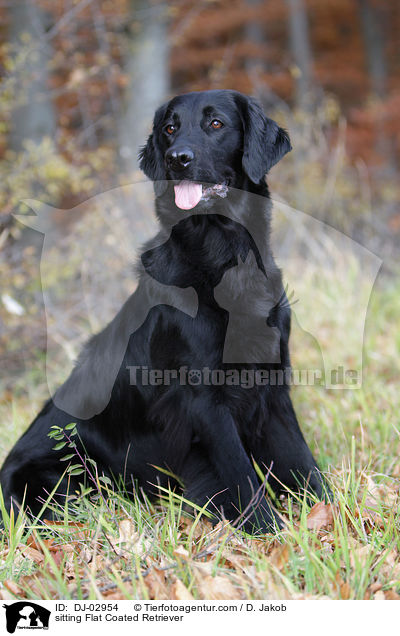 sitting Flat Coated Retriever / DJ-02954