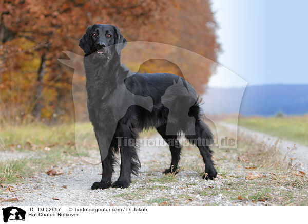 Flat Coated Retriever / DJ-02957