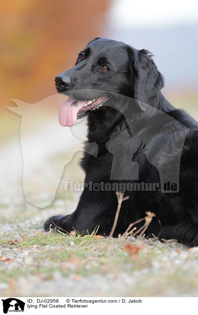 lying Flat Coated Retriever / DJ-02958