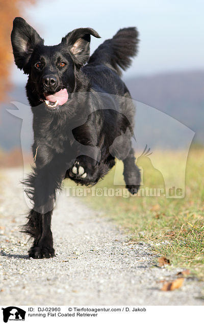 running Flat Coated Retriever / DJ-02960