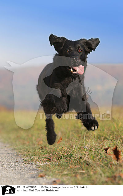 running Flat Coated Retriever / DJ-02961