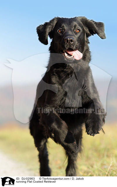 running Flat Coated Retriever / DJ-02963