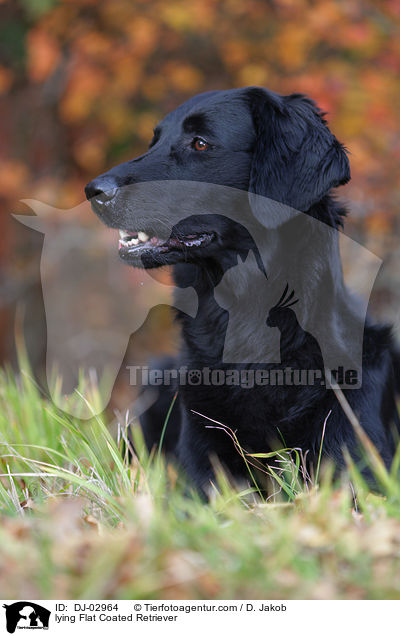 lying Flat Coated Retriever / DJ-02964
