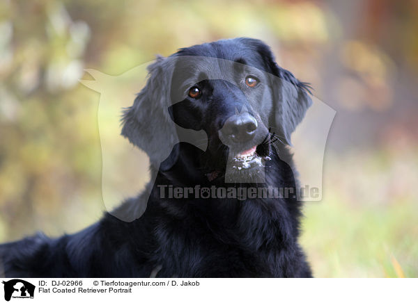 Flat Coated Retriever Portrait / DJ-02966