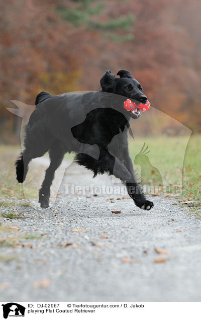 playing Flat Coated Retriever / DJ-02967