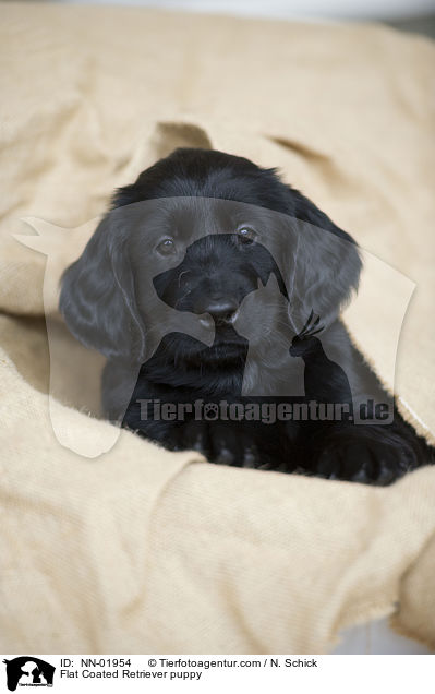 Flat Coated Retriever puppy / NN-01954