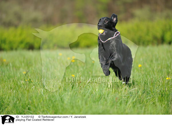 playing Flat Coated Retriever / YJ-05102