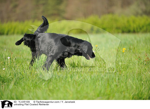 urinating Flat Coated Retriever / YJ-05109