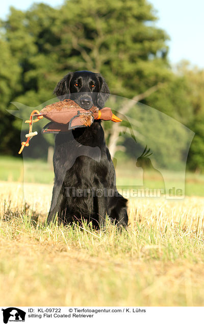 sitting Flat Coated Retriever / KL-09722