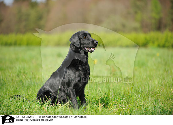 sitting Flat Coated Retriever / YJ-05218