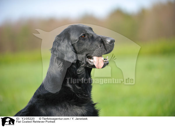 Flat Coated Retriever Portrait / YJ-05220