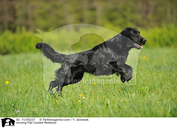 running Flat Coated Retriever / YJ-05227