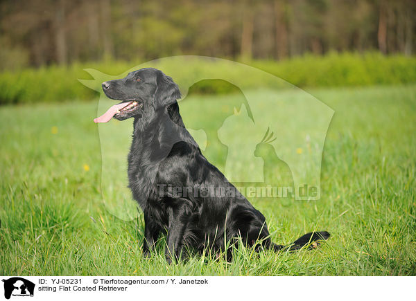 sitting Flat Coated Retriever / YJ-05231