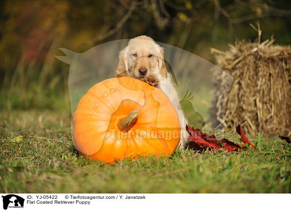 Flat Coated Retriever Puppy / YJ-05422
