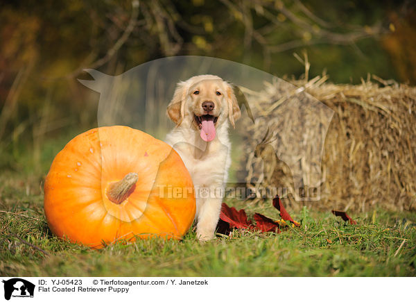 Flat Coated Retriever Puppy / YJ-05423