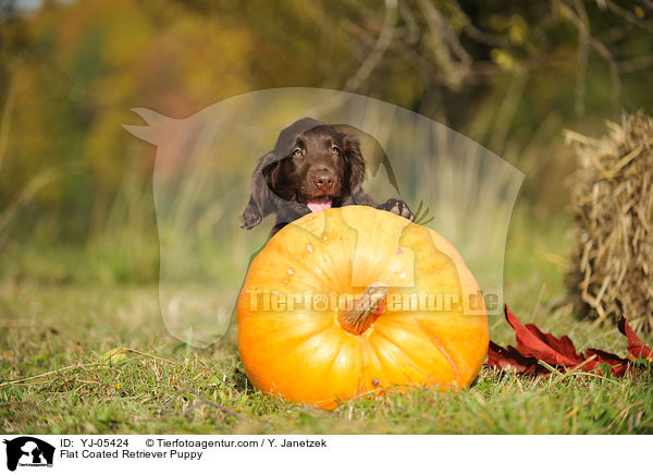 Flat Coated Retriever Welpe / Flat Coated Retriever Puppy / YJ-05424