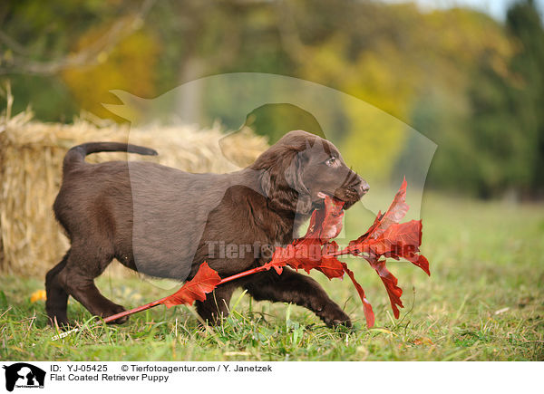 Flat Coated Retriever Puppy / YJ-05425