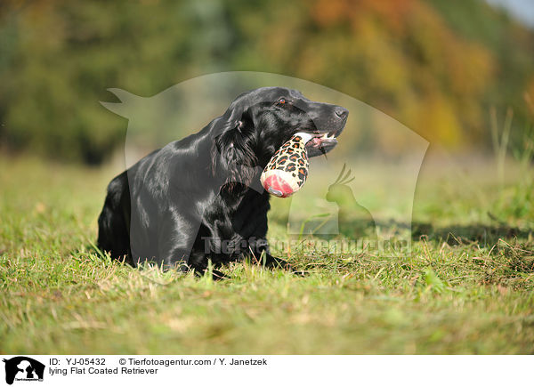 lying Flat Coated Retriever / YJ-05432