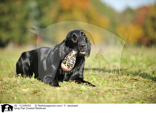 lying Flat Coated Retriever / YJ-05433