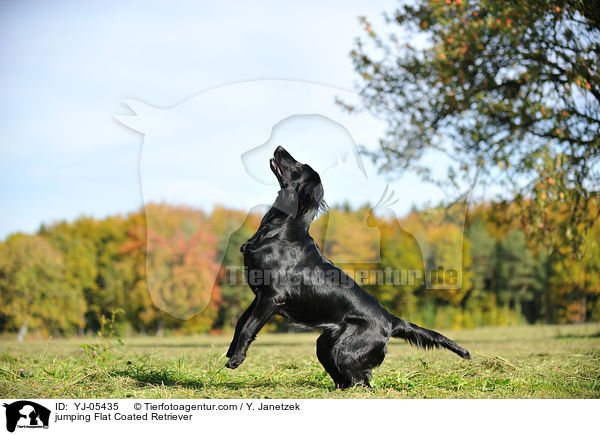 jumping Flat Coated Retriever / YJ-05435