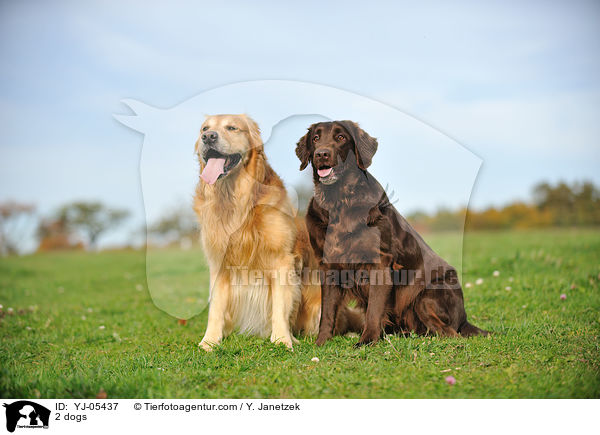 2 dogs / YJ-05437