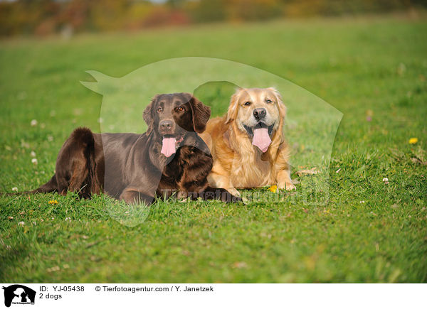 2 dogs / YJ-05438