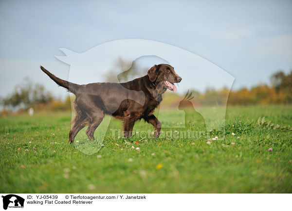walking Flat Coated Retriever / YJ-05439