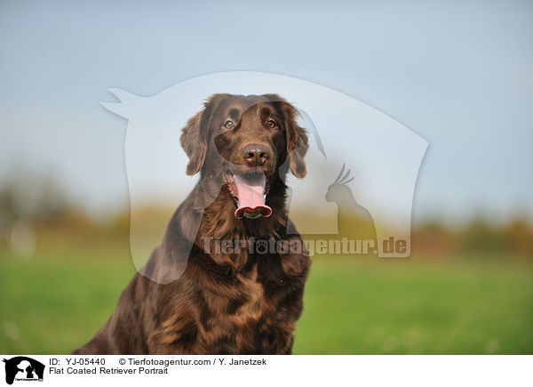 Flat Coated Retriever Portrait / YJ-05440